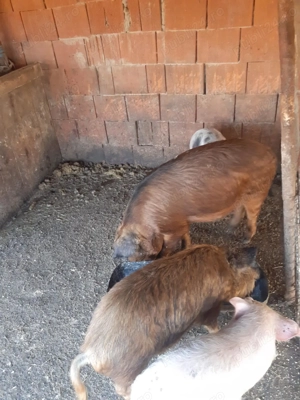 Vand 2 grasuni in jur la 60.65 kg  - imagine 2