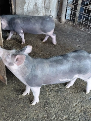 Vind purcei Pitran Belgian Pur - imagine 3