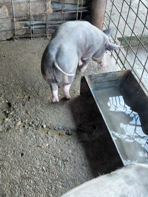 Vind purcei Pitran Belgian Pur - imagine 4