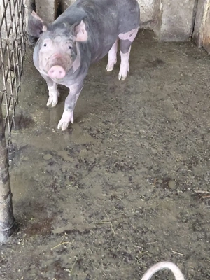 Vind purcei Pitran Belgian Pur - imagine 2