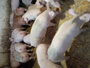 Vând grasuni de carne 