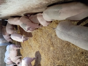 Purcei și grăsuni  - imagine 3