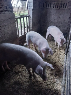 vînd grasuni  - imagine 2