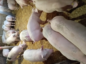 Vând grasuni de carne  - imagine 2