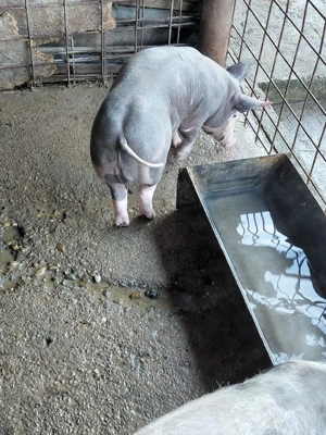 Vind purcei Pietran Belgian Pur - imagine 5