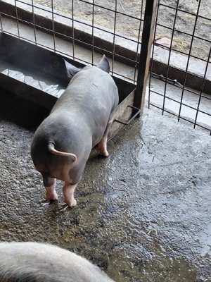 Vind purcei Pietran Belgian Pur - imagine 4