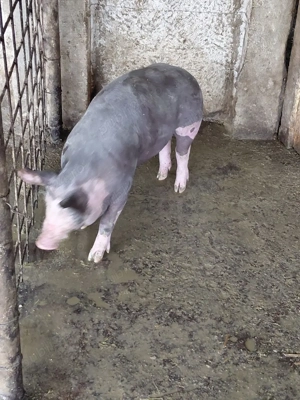 Vind purcei Pietran Belgian Pur - imagine 2