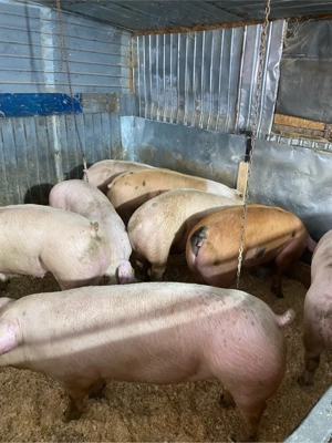 de vanzare porci  CALITATE & Seriozitate 