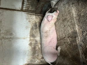 Vand porc crescut natural - imagine 3