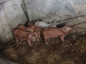 De vânzare  - imagine 2