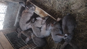 Iepurași de 7 săptămâni  - imagine 3