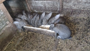 Iepurași de 7 săptămâni 