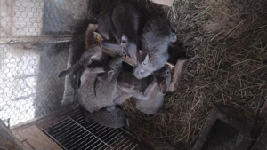 Iepurași de 7 săptămâni  - imagine 4