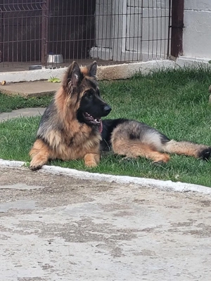 ciobanesc german cu pedigree