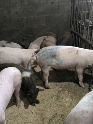 vand purcei  - imagine 5