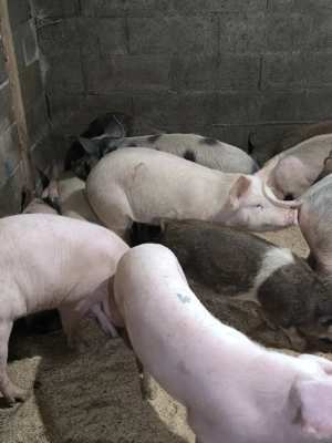 vand purcei  - imagine 3