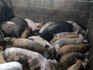 vand purcei  - imagine 2