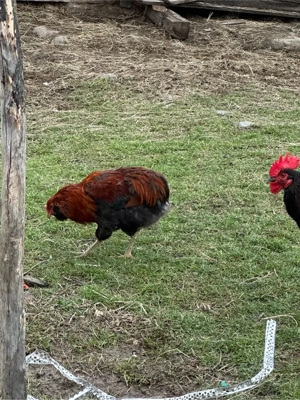 Cocosi din 2025 - imagine 2