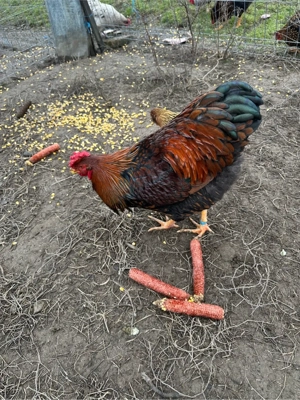 Cocosi din 2025 - imagine 3