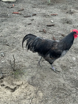 Cocosi din 2025 - imagine 4