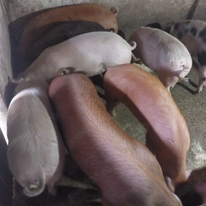 vand grasuni 50-100 kg, pret 11 lei kg - imagine 2