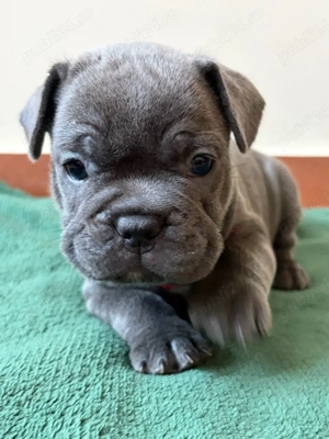 Bulldog Francez Blue  - imagine 2