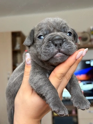 Bulldog Francez Blue  - imagine 4