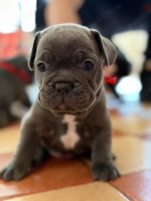 Bulldog Francez Blue  - imagine 3