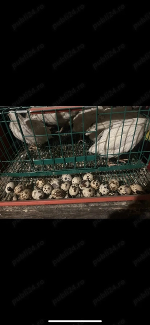 De vanzare  - imagine 2