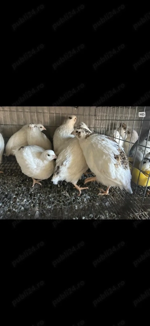 De vanzare  - imagine 3