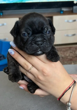 Bulldog Francez Negru-Tigrat - imagine 5