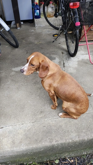 De vânzare cățelușă 8 luni. - imagine 2