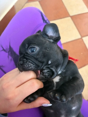 Bulldog Francez Negru-Tigrat - imagine 4