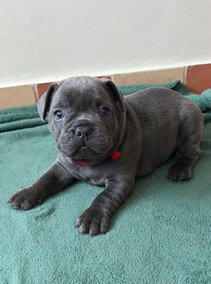 Bulldog Francez Blue 
