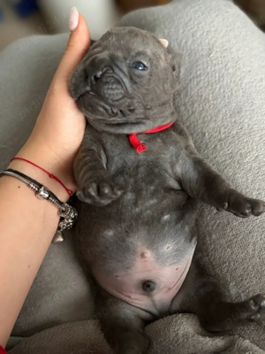 Bulldog Francez Blue  - imagine 4