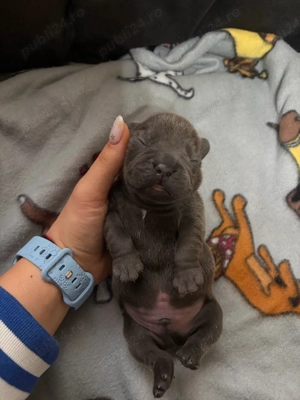 Bulldog Francez Blue  - imagine 5