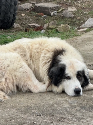 Ciobanesc de Bucovina  - imagine 5