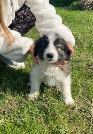 Ciobanesc de Bucovina  - imagine 2