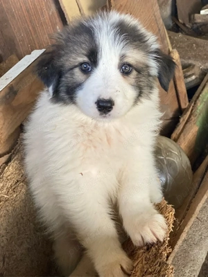 Ciobanesc de Bucovina  - imagine 3