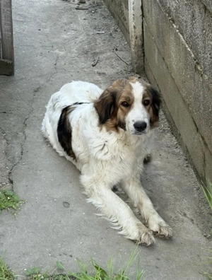 Ciobanesc de Bucovina  - imagine 4