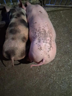 purcei de rasă pentru carne - imagine 3