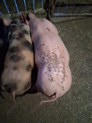 purcei de rasă pentru carne - imagine 4