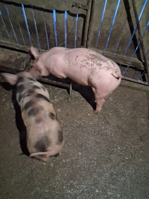 purcei de rasă pentru carne - imagine 5