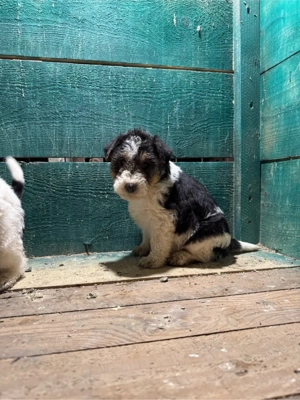 Vând  cațeii  fox terrier - imagine 4