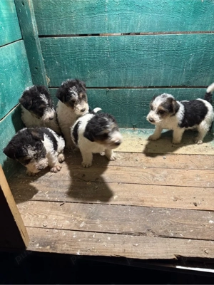 Vând  cațeii  fox terrier