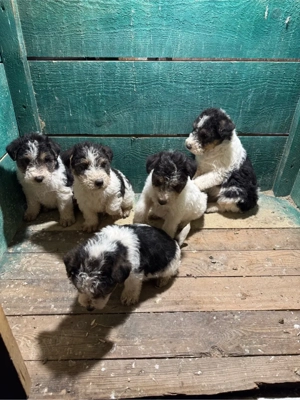 Vând  cațeii  fox terrier - imagine 2