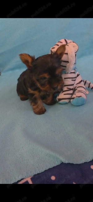 Yorkshire Terriercu  - imagine 3