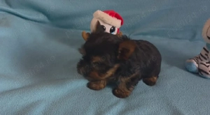 Yorkshire Terriercu  - imagine 2