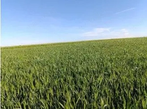 Teren Extravilan Albesti Paleologu, ID: R2586757