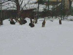 Perechi rațe indiene alergatoare 250 lei  - imagine 5